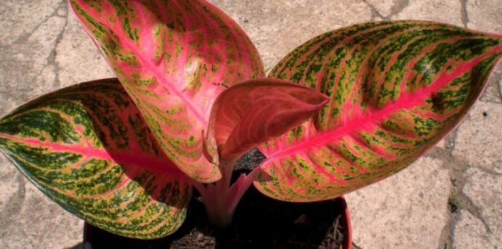 aglaonema-widuri-silangan-greg-hambali