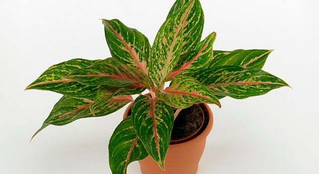 cara_merawat_aglaonema